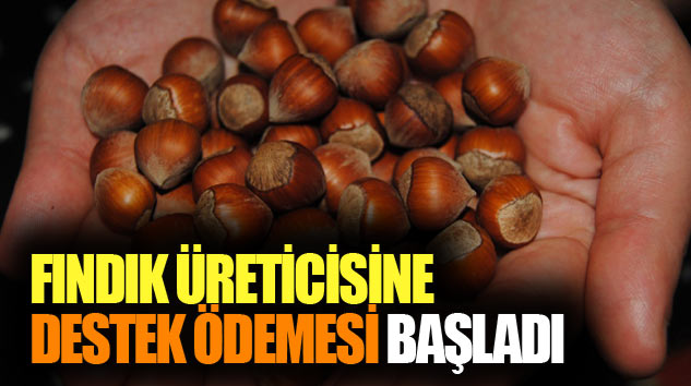 Fındık Üreticisine Destek Ödemesi Başladı
