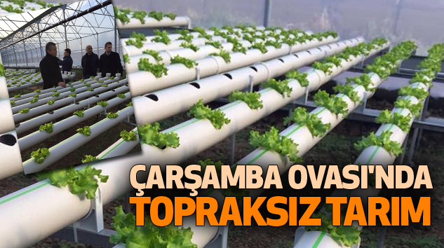 Çarşamba Ovası'nda Topraksız Tarım