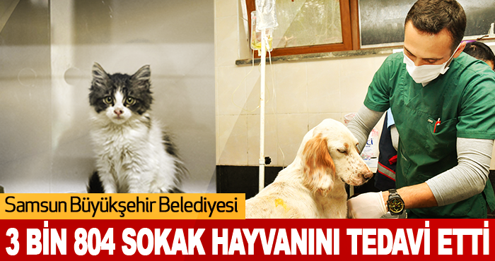 Samsun Büyükşehir Belediyesi 3 Bin 804 Sokak Hayvanını Tedavi Etti