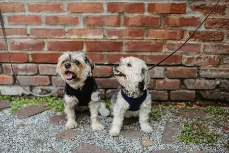 Küçük Süs Köpekleri Cinsleri 2024