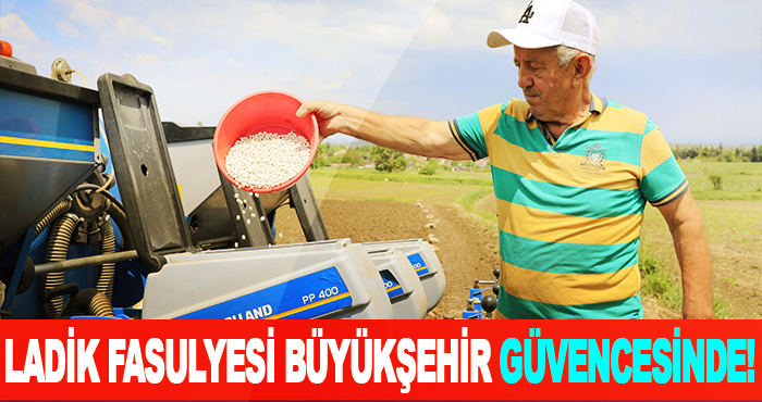 Ladik fasulyesi büyükşehir güvencesinde!