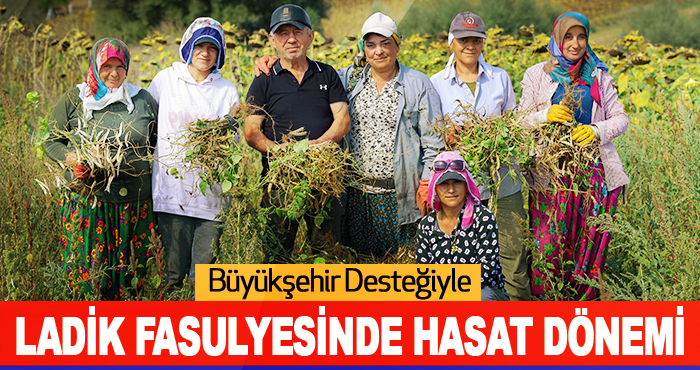 Büyükşehir Desteğiyle Ladik Fasulyesinde Hasat Dönemi