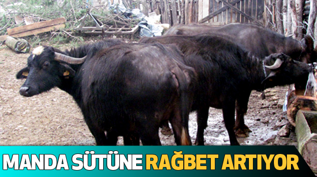 Manda Sütüne Rağbet Artıyor
