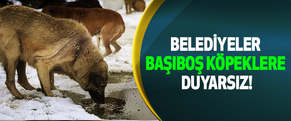 Belediyeler başıboş köpeklere duyarsız!