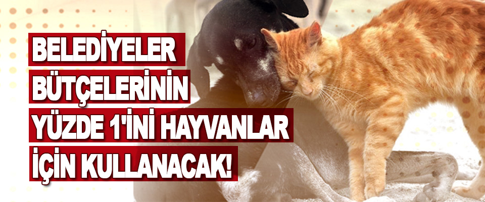 Belediyeler Bütçelerinin Yüzde 1'ini Hayvanlar İçin Kullanacak!