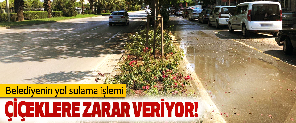 Belediyenin yol sulama işlemi Çiçeklere zarar veriyor!