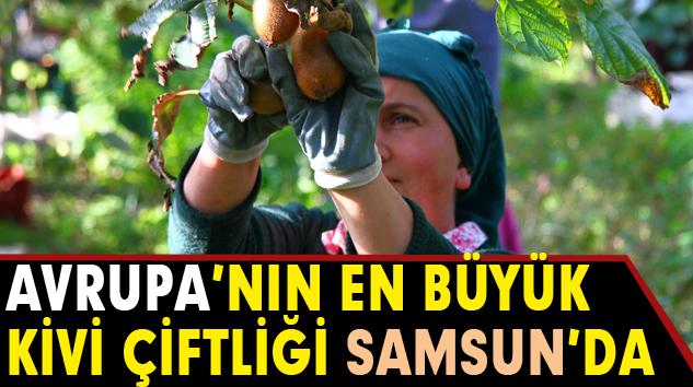 Avrupa’nın En Büyük Kivi Çiftliği Samsun’da