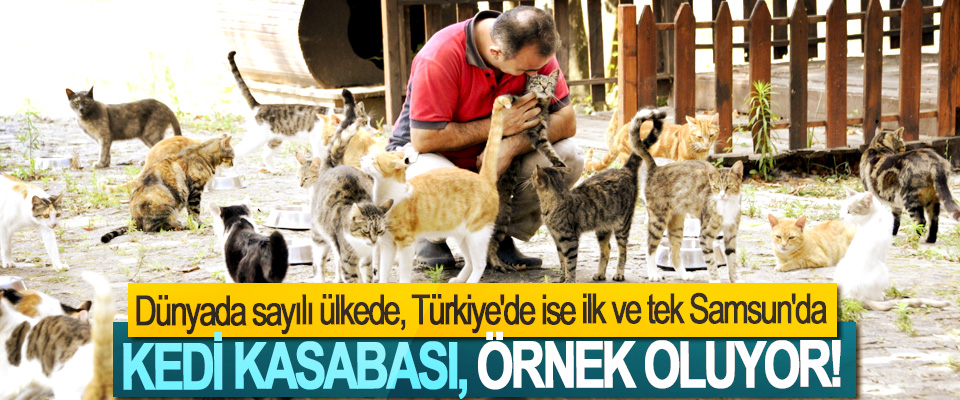 Dünyada sayılı ülkede, Türkiye'de ise ilk ve tek Samsun'da, Kedi kasabası, örnek oluyor!