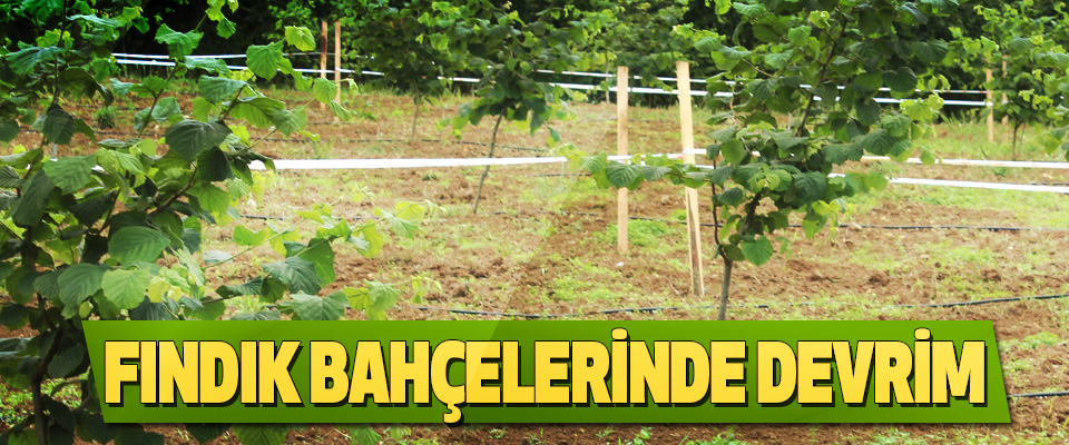 Fındık Bahçelerinde Devrim  