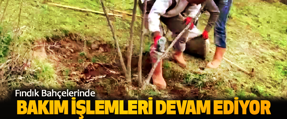 Fındık Bahçelerinde Bakım İşlemleri Devam Ediyor