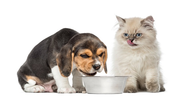 Kedi ve Köpeklerin Beslenmesinde Mama Kaplarının Önemi