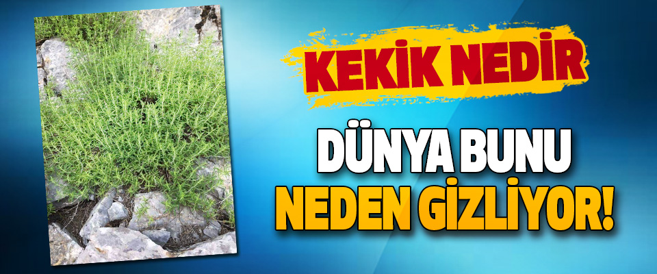 Kekik Nedir Dünya Bunu Neden Gizliyor!
