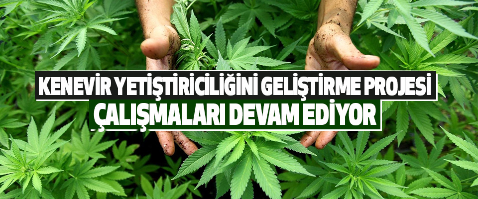 Kenevir Yetiştiriciliğini Geliştirme Projesi Çalışmaları Devam Ediyor