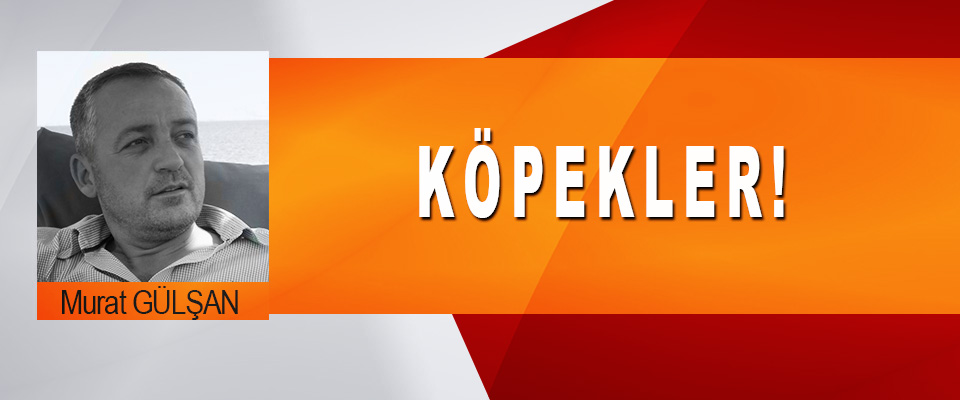Köpekler…!
