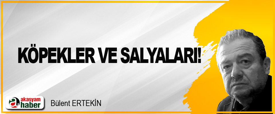 Köpekler ve salyaları!