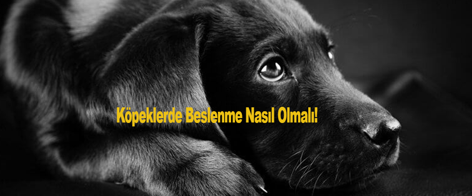 Köpeklerde Beslenme Nasıl Olmalı! Eğitim Ve Beslenme İlişkisi