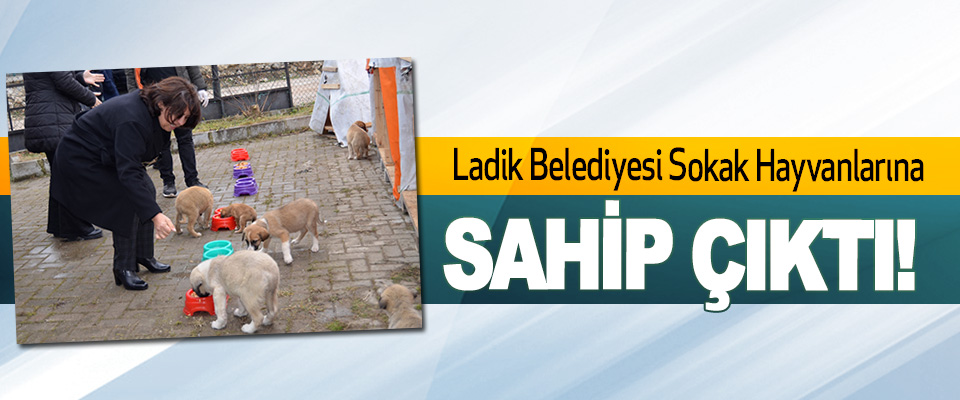 Ladik Belediyesi Sokak Hayvanlarına Sahip Çıktı!