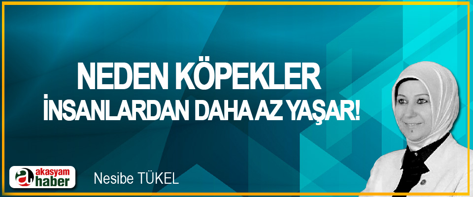 Neden Köpekler İnsanlardan Daha Az Yaşar!