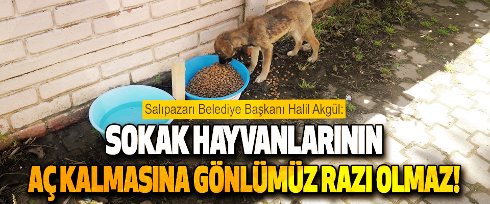 Salıpazarı Belediye Başkanı Halil Akgül Sokak Hayvanlarının Aç Kalmasına Gönlümüz Razı Olmaz!