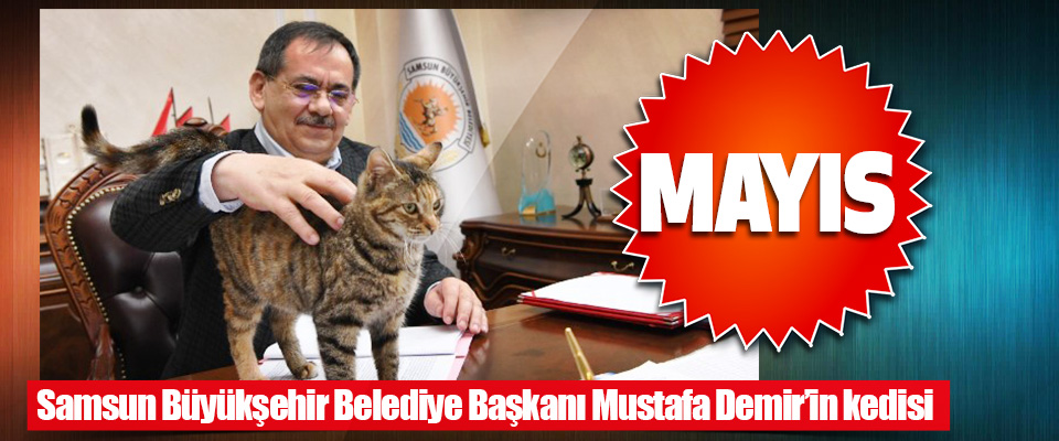 Samsun Büyükşehir Belediye Başkanı Mustafa Demir’in Kedisi