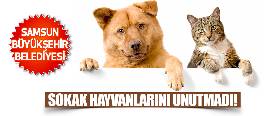 Samsun Büyükşehir Belediyesi Sokak Hayvanlarını Unutmadı