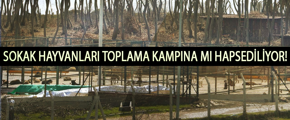 Samsun Büyükşehir Sokak Hayvanlarını toplama kampına mı hapsediyor!