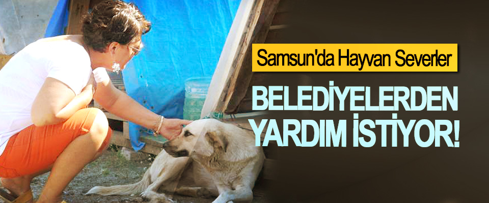 Samsun'da Hayvan Severler Belediyelerden Yardım İstiyor!