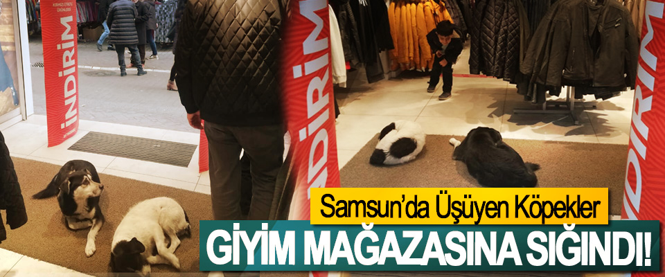 Samsun’da Üşüyen Köpekler Giyim Mağazasına Sığındı!
