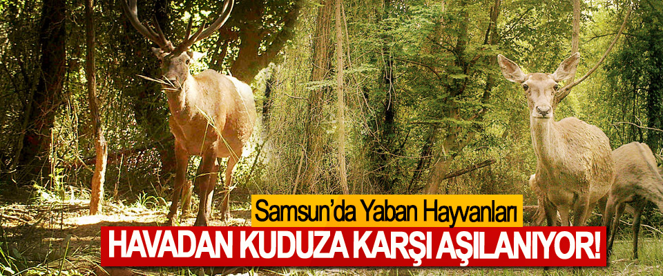 Samsun’da Yaban Hayvanları Havadan Kuduza Karşı Aşılanıyor!