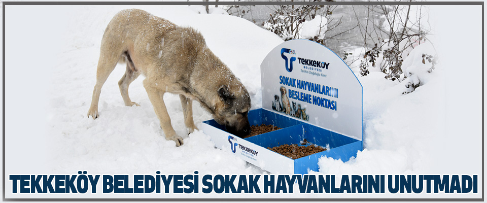 Tekkeköy Belediyesi Sokak Hayvanlarını Unutmadı