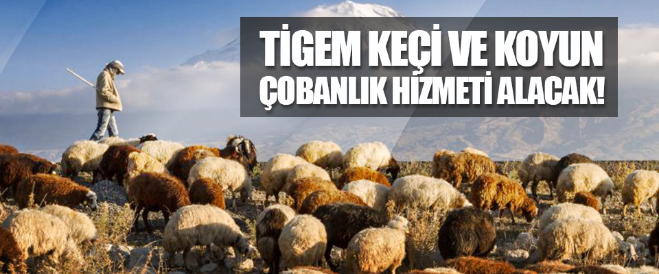TİGEM Keçi ve Koyun Çobanlık Hizmeti Alacak!