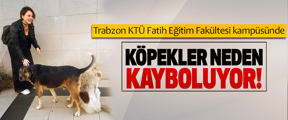 Trabzon KTÜ Fatih Eğitim Fakültesi kampüsünde Köpekler neden kayboluyor!