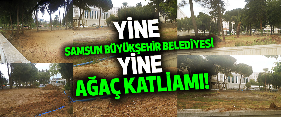 Yine Samsun Büyükşehir Belediyesi Yine Ağaç Katliamı!