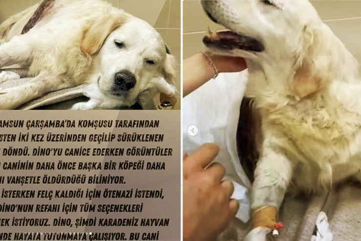 Çarşamba'da Araçla Ezilen Dino Ölüm Kalım Savaşı Veriyor