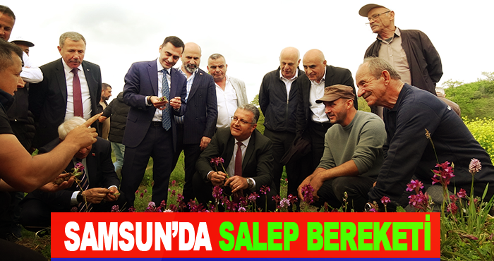 Samsun’da Salep Bereketi
