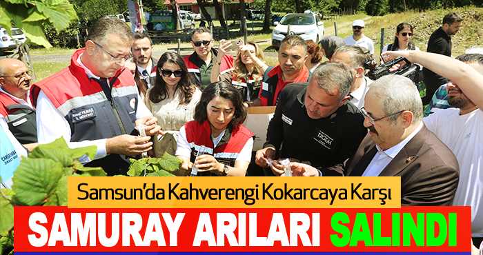 Samsun’da Kahverengi Kokarcaya Karşı Samuray Arıları Salındı
