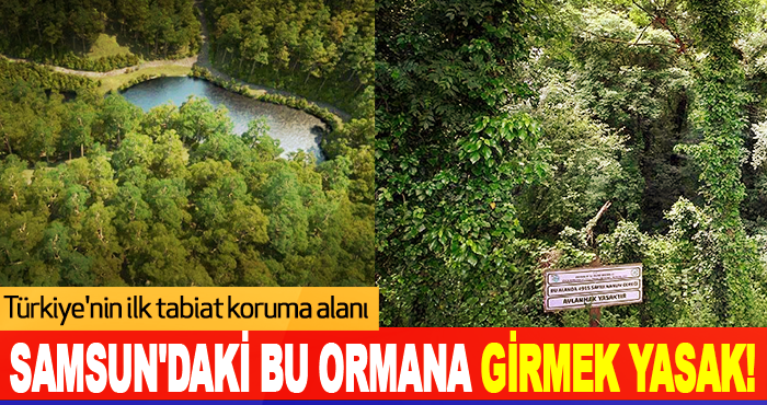 Samsun'daki Bu Ormana Girmek Yasak!