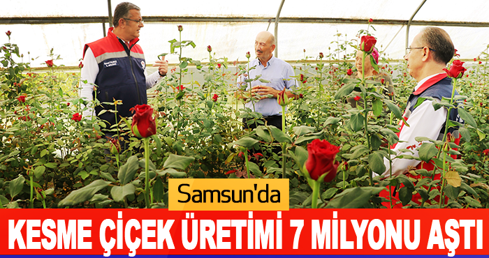 Samsun'da kesme çiçek üretimi 7 milyonu aştı