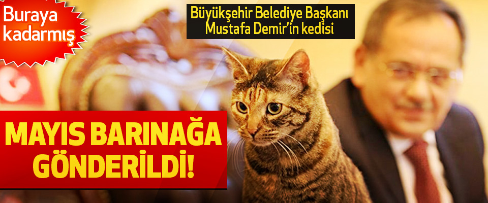 Başkan Mustafa Demir’in Kedisi Mayıs Barınağa Gönderildi!
